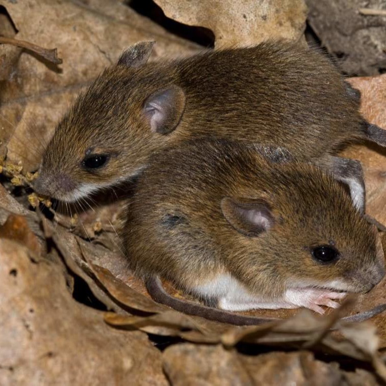 Уничтожения мышей в частном доме в Самаре?