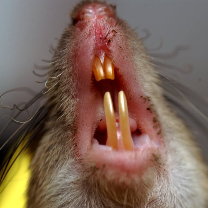 Дератизация крыс в Самаре?